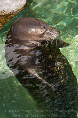 Hawaiian monk seal