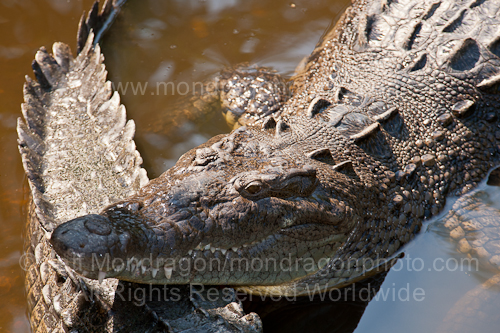 American Crocodile