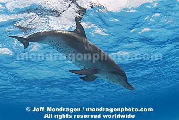 Spotted Dolphins