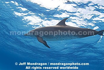 Spotted Dolphins