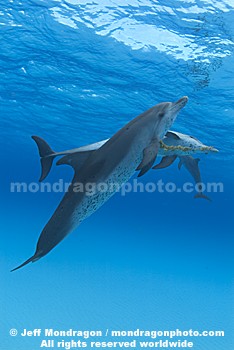 Spotted Dolphins