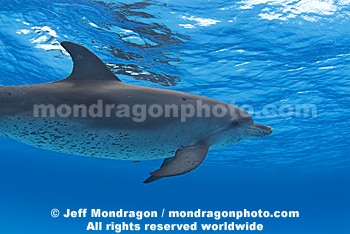 Spotted Dolphins