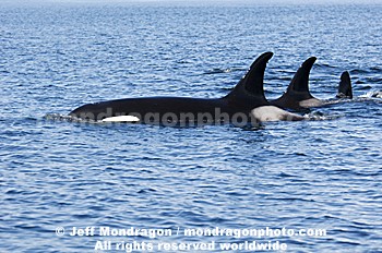 Killer Whales