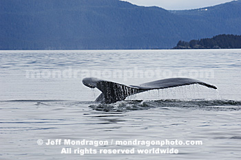 Humpback Whale Tail Fluke