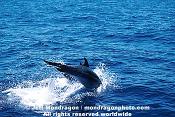 Common Dolphin