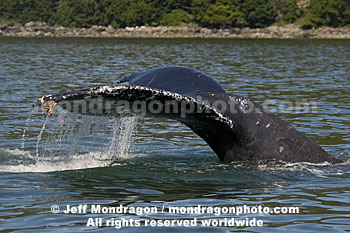 Humpback Whale