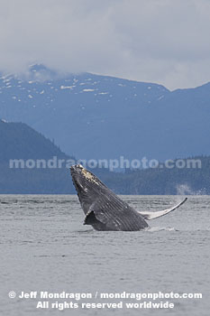 Humpback Whale