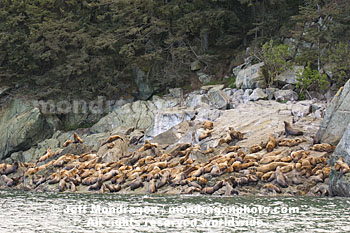 Steller Sea Lions