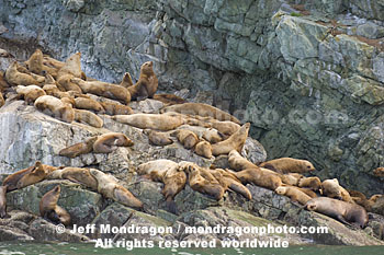 Steller Sea Lions