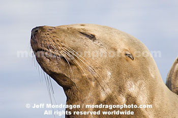 Steller Sea Lion