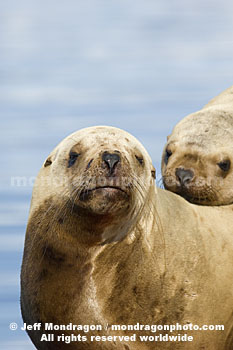 Steller Sea Lion