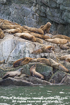 Steller Sea Lions