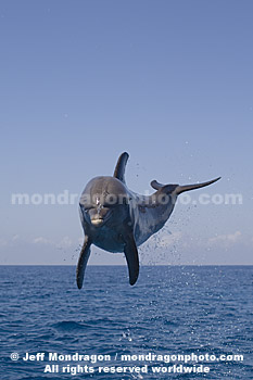 Bottlenose Dolphin