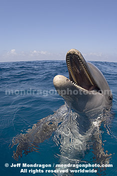 Bottlenose Dolphin Portrait