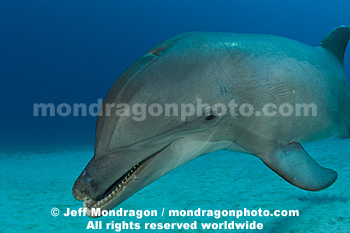 Bottlenose Dolphin