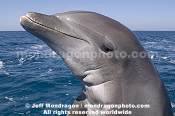 Bottlenose Dolphin Portrait