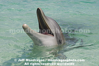 Bottlenose Dolphin Portrait