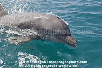 Bottlenose Dolphin