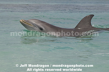 Bottlenose Dolphin