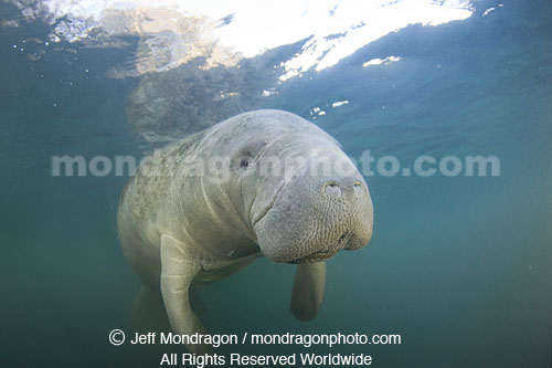 West Indian Manatee