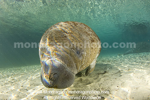 West Indian Manatee