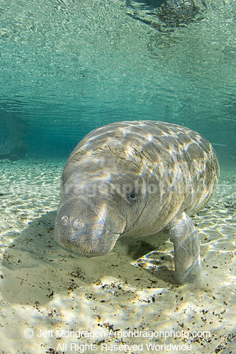 West Indian Manatee