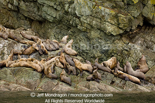 Steller Sea Lions