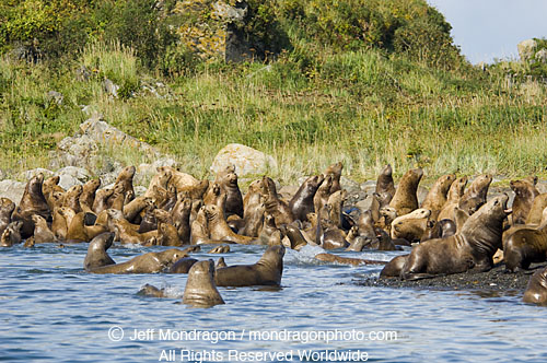 Steller Sea Lions