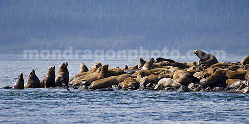 Steller Sea Lions