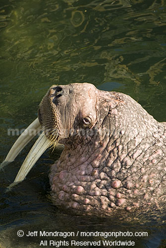 Walrus