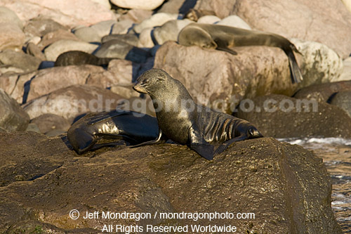 Gualaupe Fur Seal