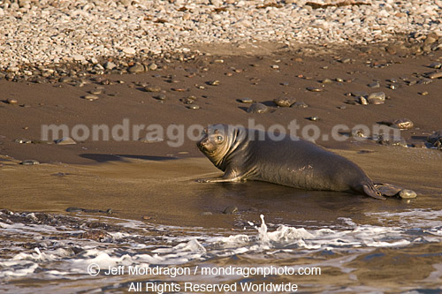 Northern Elephant Seal Pup