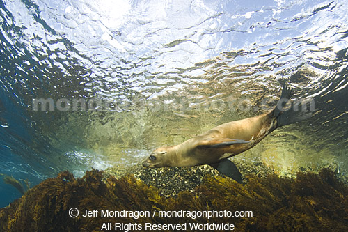 California Sea Lion