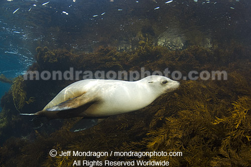 California Sea Lion