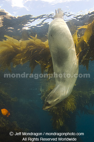 California Sea Lion