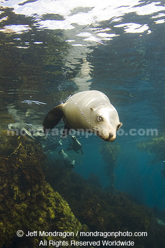 California Sea Lion