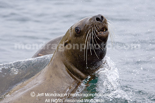 Steller (or northern) Sea Lion