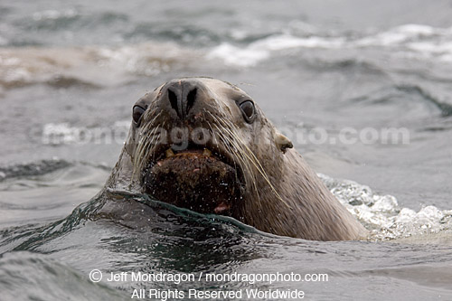 Steller (or northern) Sea Lion