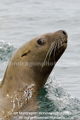 Steller (or northern) Sea Lion