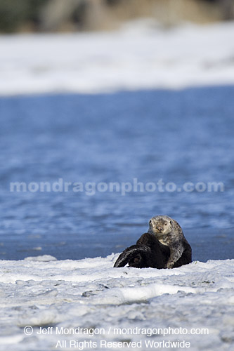 Sea Otter