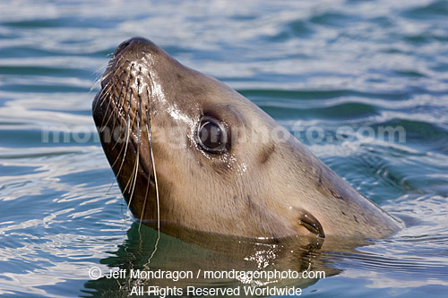 Steller (or northern) Sea Lion