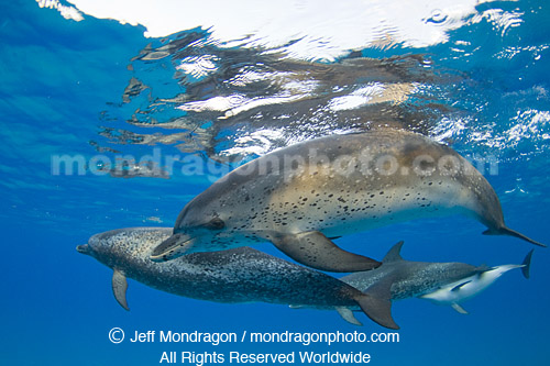 Spotted Dolphins