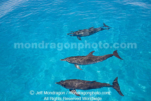 Spotted Dolphins