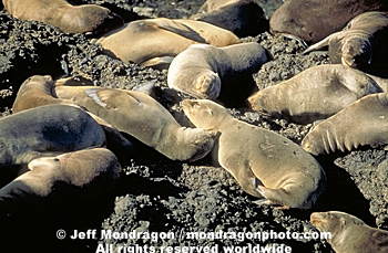 California Sea Lions