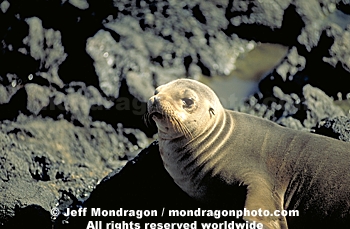 California Sea Lion