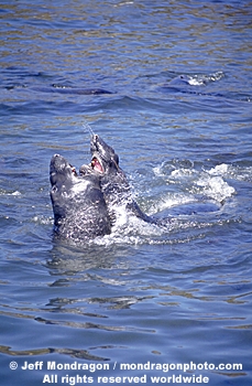 Northern Elephant Seals