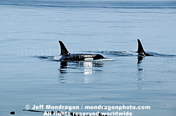 Killer Whales