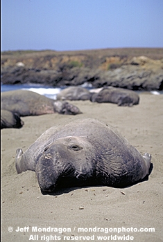 Northern Elephant Seal