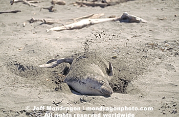 Northern Elephant Seal