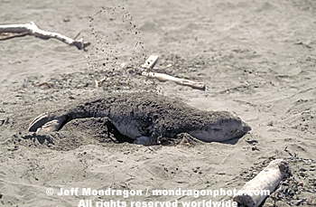 Northern Elephant Seal